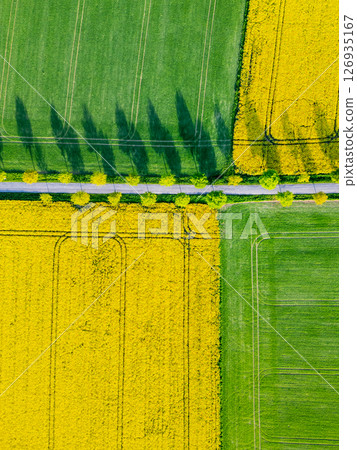 Vibrant yellow rapeseed blooms contrast with lush green grass in expansive fields. This aerial view captures the beauty of a spring landscape with patterns and shadows. Vibrant yellow rapeseed blooms contrast with lush green grass in expansive fields. This aerial view captures the beauty of a spring landscape with patterns and shadows. 126935167