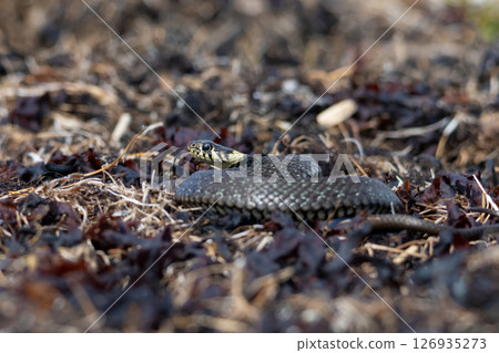 Grass snake, lat. Natrix Natrix 126935273