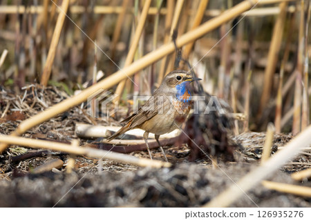 Luscinia svecica, Cyanecula svecica, Bluethroat. Luscinia svecica, Cyanecula svecica, Bluethroat. 126935276