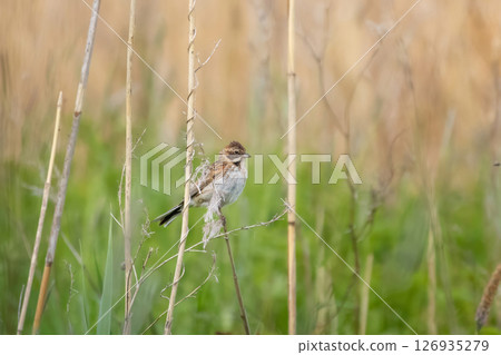 Wildlife shot of Common Reed Bunting Emberiza schoeniclus 126935279