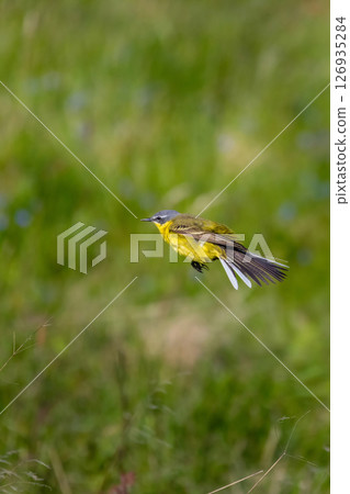 male Yellow wagtail Wagtail (Motacilla flava) Small bird male Yellow wagtail Wagtail (Motacilla flava) Small bird 126935284