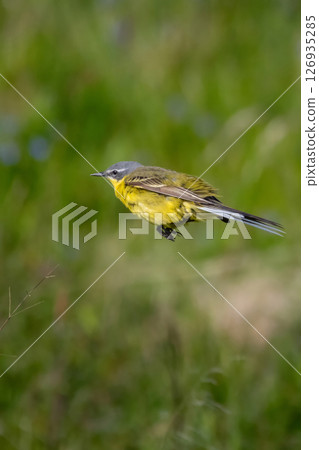 male Yellow wagtail Wagtail (Motacilla flava) Small bird 126935285