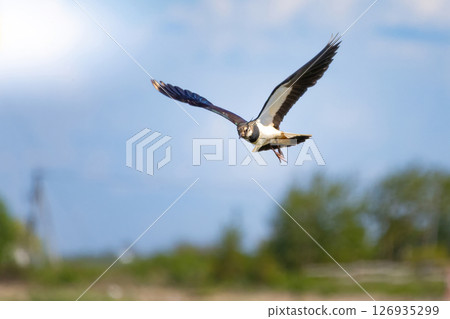 Northern lapwing or peewit in flight 126935299