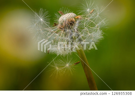 Dandelion fused with sunset so it looks like a lit bulb. 126935308