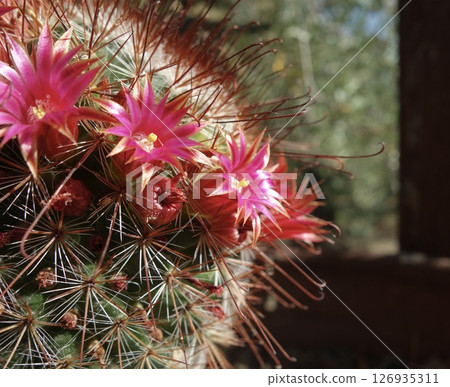 Mamilyaria·Spinosishma Mamilyaria·Spinosishma 126935311
