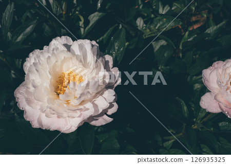 Peonies in bloom. 126935325