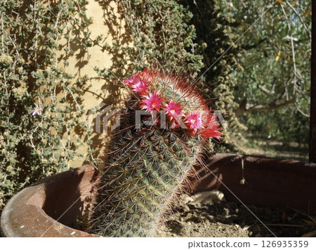 Mamilyaria · Spinosishma 126935359