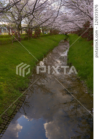 櫻桃樹 櫻桃樹 126935976