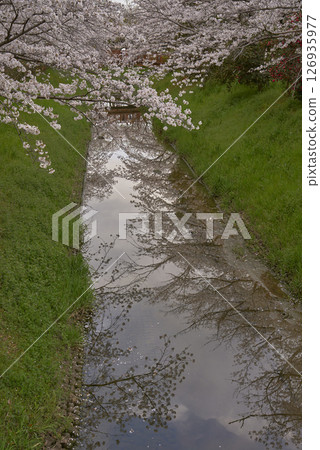 Cherry Blossoms	 126935977