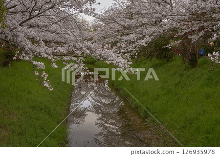 Cherry Blossoms	 126935978
