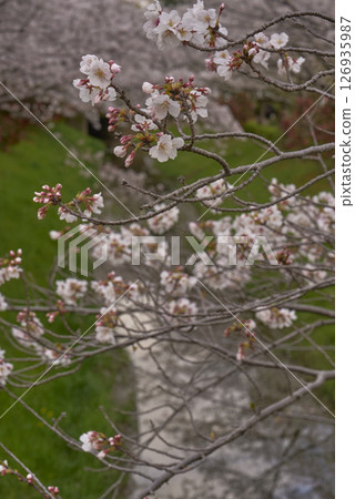 櫻桃樹 126935987