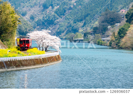 Admire the Hisatsu Line diesel train running along the Kuma River with cherry blossoms in full bloom Admire the Hisatsu Line diesel train running along the Kuma River with cherry blossoms in full bloom 126936037