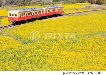 Kominato Railway running through the Ishigami rapeseed flower fields 126936073