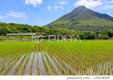 A diesel train on the Ibusuki Makurazaki Line runs alongside rice fields reflecting the majestic Kaimon-dake mountain. 126936085