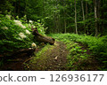 Idyllic forest pathway. Path in the forest among the Carpathian mountains. Foot of Mt. Bilyi Kamin (1062), Polonynian Beskids, Ukrainian Carpathians. Turia Poliana, Transcarpathia, Ukraine 126936177