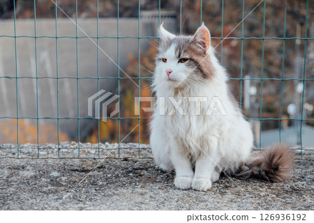 Longhaired cat. 126936192