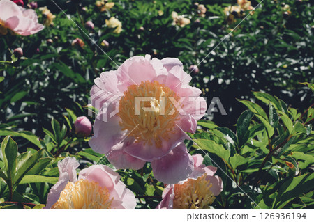 Peonies in bloom. Peonies in bloom. 126936194