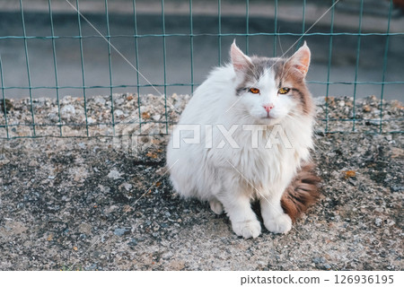 Longhaired cat. 126936195