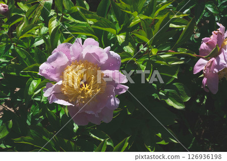 Peonies in bloom. Peonies in bloom. 126936198