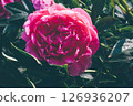 Peonies in bloom. 126936207