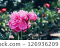 Peonies in bloom. 126936209