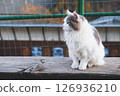 Longhaired cat. 126936210