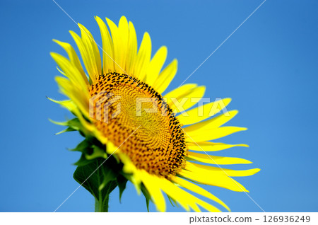 Sunflower field I saw someday 126936249