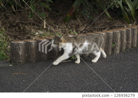Stray cat walking on the road 126936279