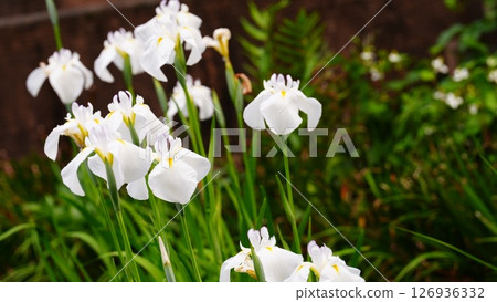 White irises are the Moon Palace White irises are the Moon Palace 126936332
