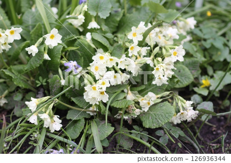 Spring flowers of a primrose or primula in a garden Spring flowers of a primrose or primula in a garden 126936344