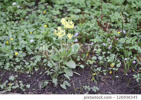 Spring flowers of a primrose or primula in a garden Spring flowers of a primrose or primula in a garden 126936345