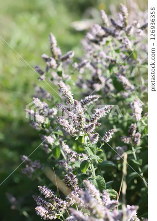 Aromatic purple mint flowers in bloom. Medicinal herbs. Natural food ingredients. Aromatic purple mint flowers in bloom. Medicinal herbs. Natural food ingredients. 126936358