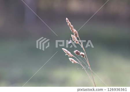 Wildflowers in a meadow. Beauty in nature. Wildflowers in a meadow. Beauty in nature. 126936361