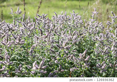 Aromatic purple mint flowers in bloom. Medicinal herbs. Natural food ingredients. Aromatic purple mint flowers in bloom. Medicinal herbs. Natural food ingredients. 126936362