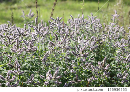 Aromatic purple mint flowers in bloom. Medicinal herbs. Natural food ingredients. 126936363