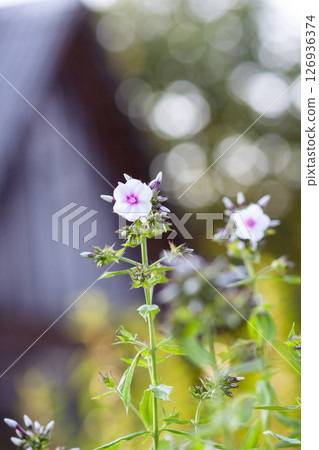 Blooming Phlox paniculata plants outdoors. Flowers in the countryside at summer. Blooming Phlox paniculata plants outdoors. Flowers in the countryside at summer. 126936374