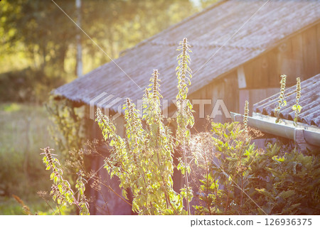 Leonurus cardiaca, or motherwort plant. Throw-wort, lion's ear, and lion's tail. Medical herb. 126936375