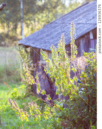 Leonurus cardiaca, or motherwort plant. Throw-wort, lion's ear, and lion's tail. Medical herb. 126936376