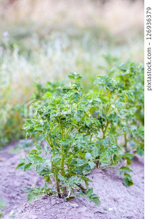 Rows of young potato plant sprouts grow on a farm field. 126936379