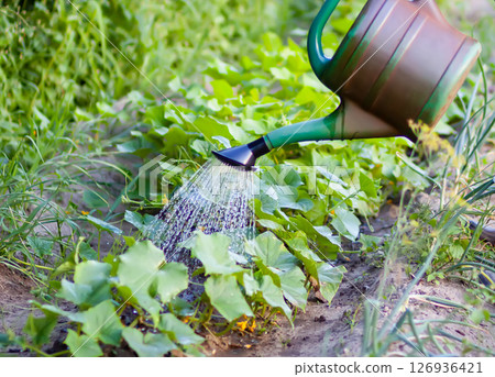 Woman watering vegetables with watering can in summer garden. Woman watering vegetables with watering can in summer garden. 126936421