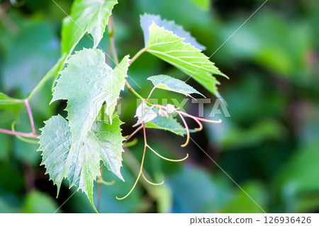 Green grape vine in the vineyard. Green grape vine in the vineyard. 126936426