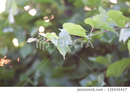 Green grape vine in the vineyard. 126936427