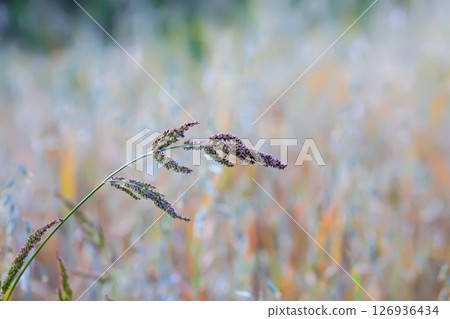 Echinochloa crus-galli, cockspur grass, barnyard millet, Japanese millet, water grass, barnyard grass plant. 126936434