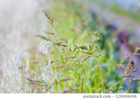 Wildflowers in a meadow. Beauty in nature. 126936436