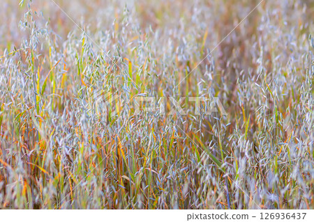 Wildflowers in a meadow. Beauty in nature. Wildflowers in a meadow. Beauty in nature. 126936437