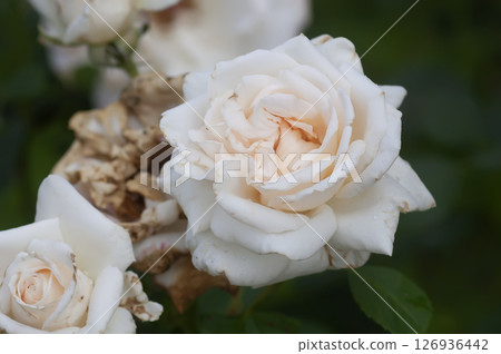 White rose flowers. Faded petals close up. White rose flowers. Faded petals close up. 126936442
