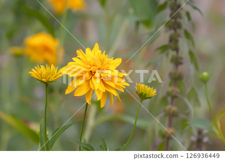 Rudbeckia Golden ball yellow flowers. 126936449