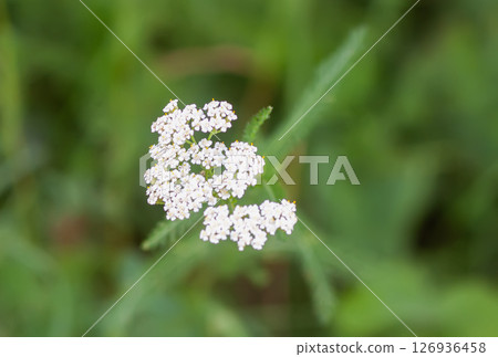 Yarrow plant. Medicinal herb of Achillea in bloom 126936458