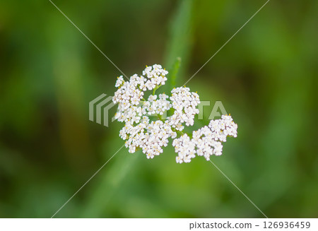 Yarrow plant. Medicinal herb of Achillea in bloom 126936459