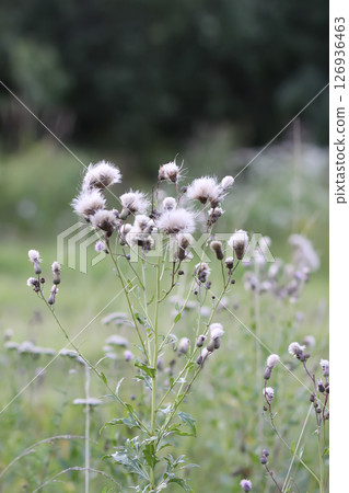 Wildflowers in a meadow. Beauty in nature. Thistle plants. Wildflowers in a meadow. Beauty in nature. Thistle plants. 126936463